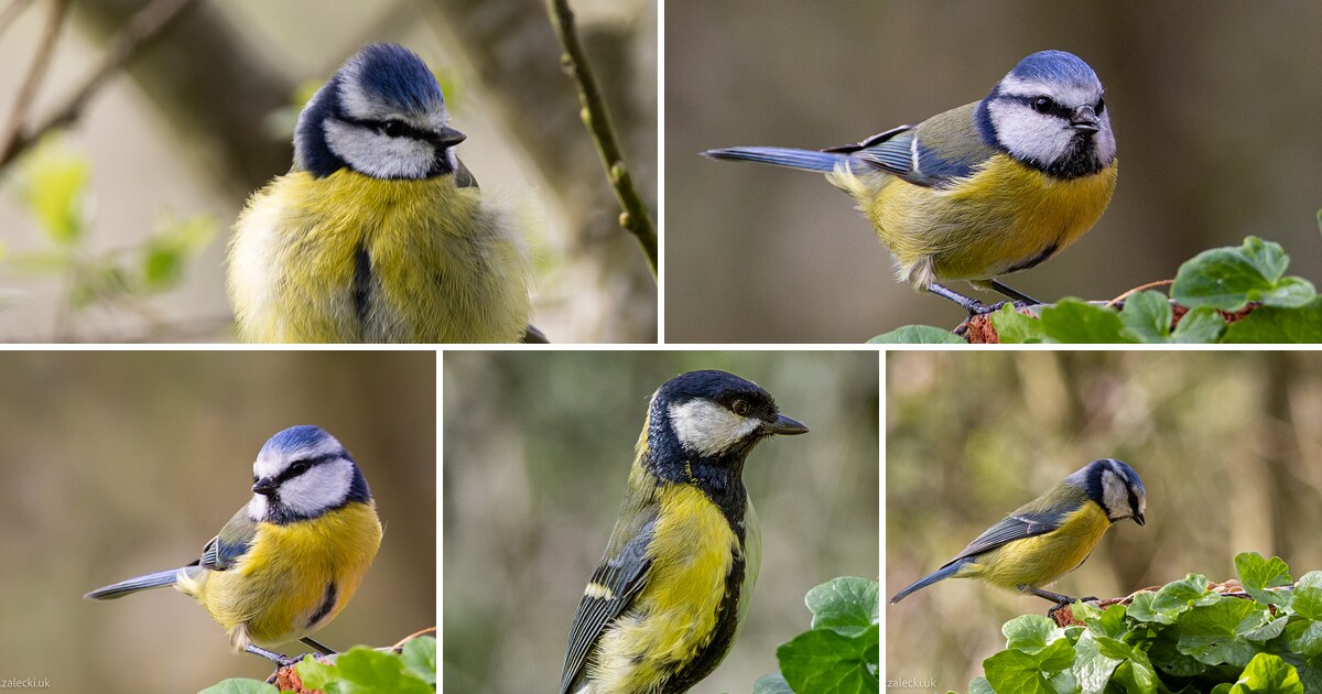 Birds collage
