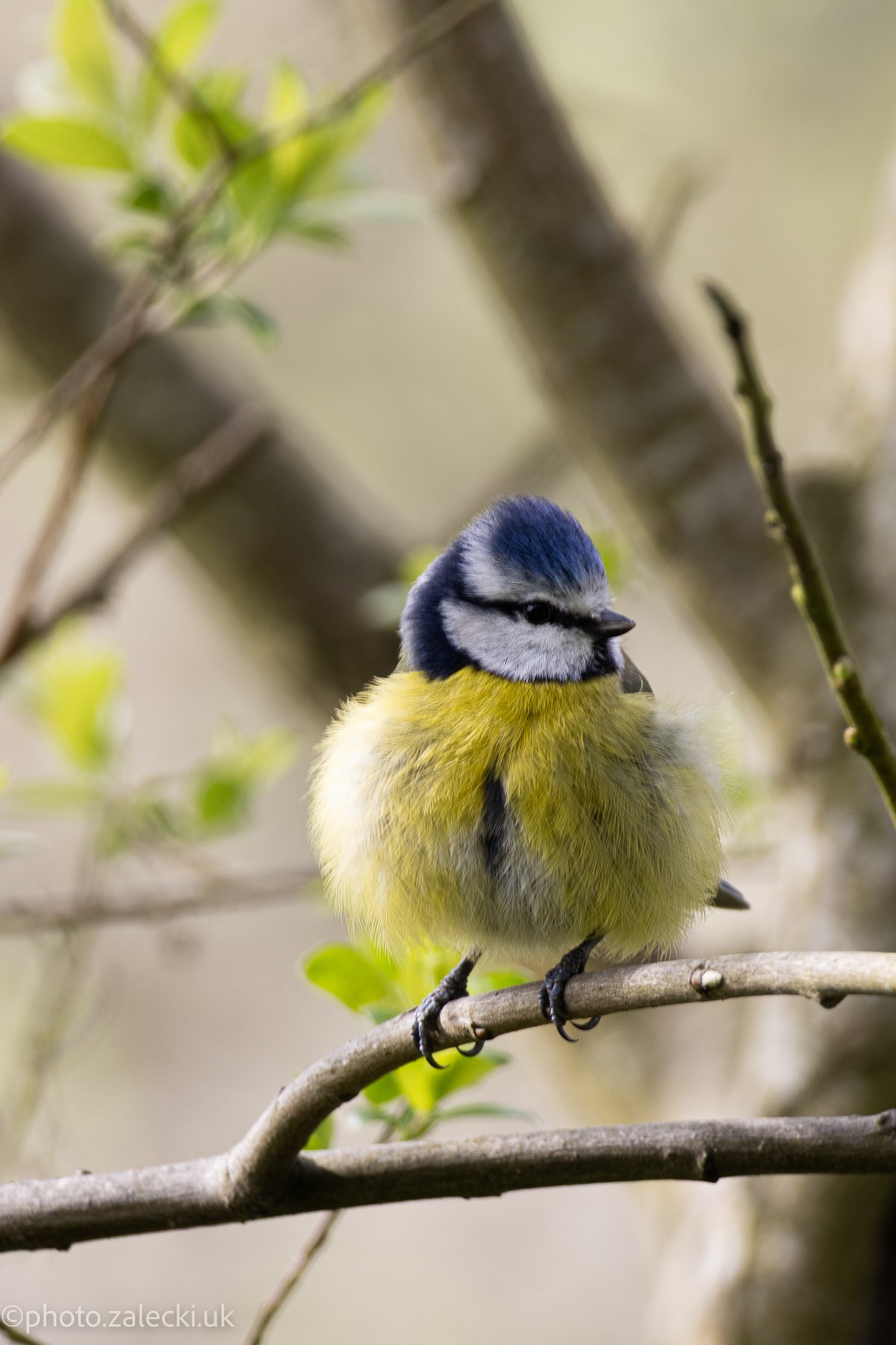 Blue tit on a branch. At the beginning they didn't want to land on the 'target spot', so I caught them resting on a branch instead.