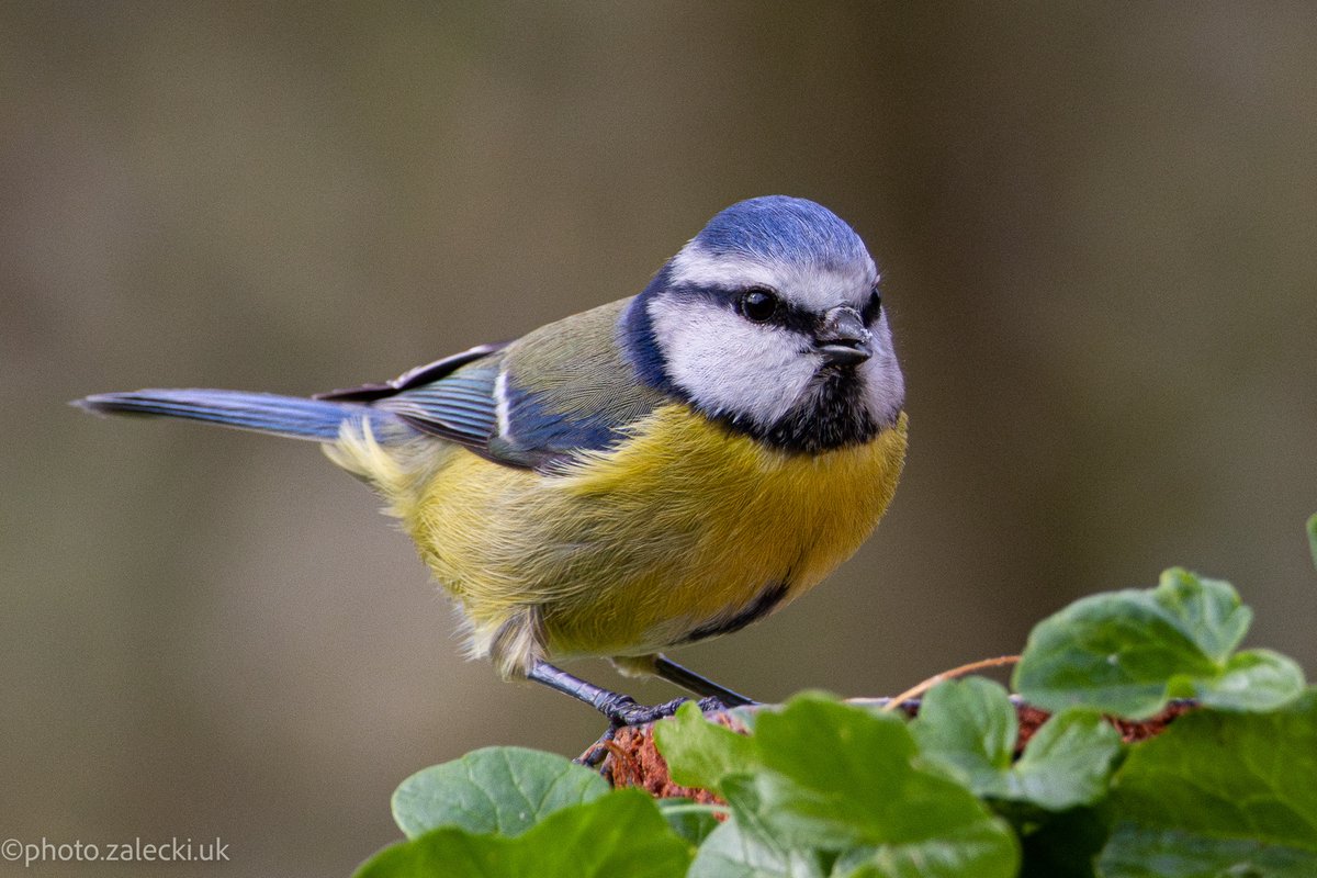 Blue tit on the spot — finally a nice shot, once one of the first tits landed on our pre-prepared perch.