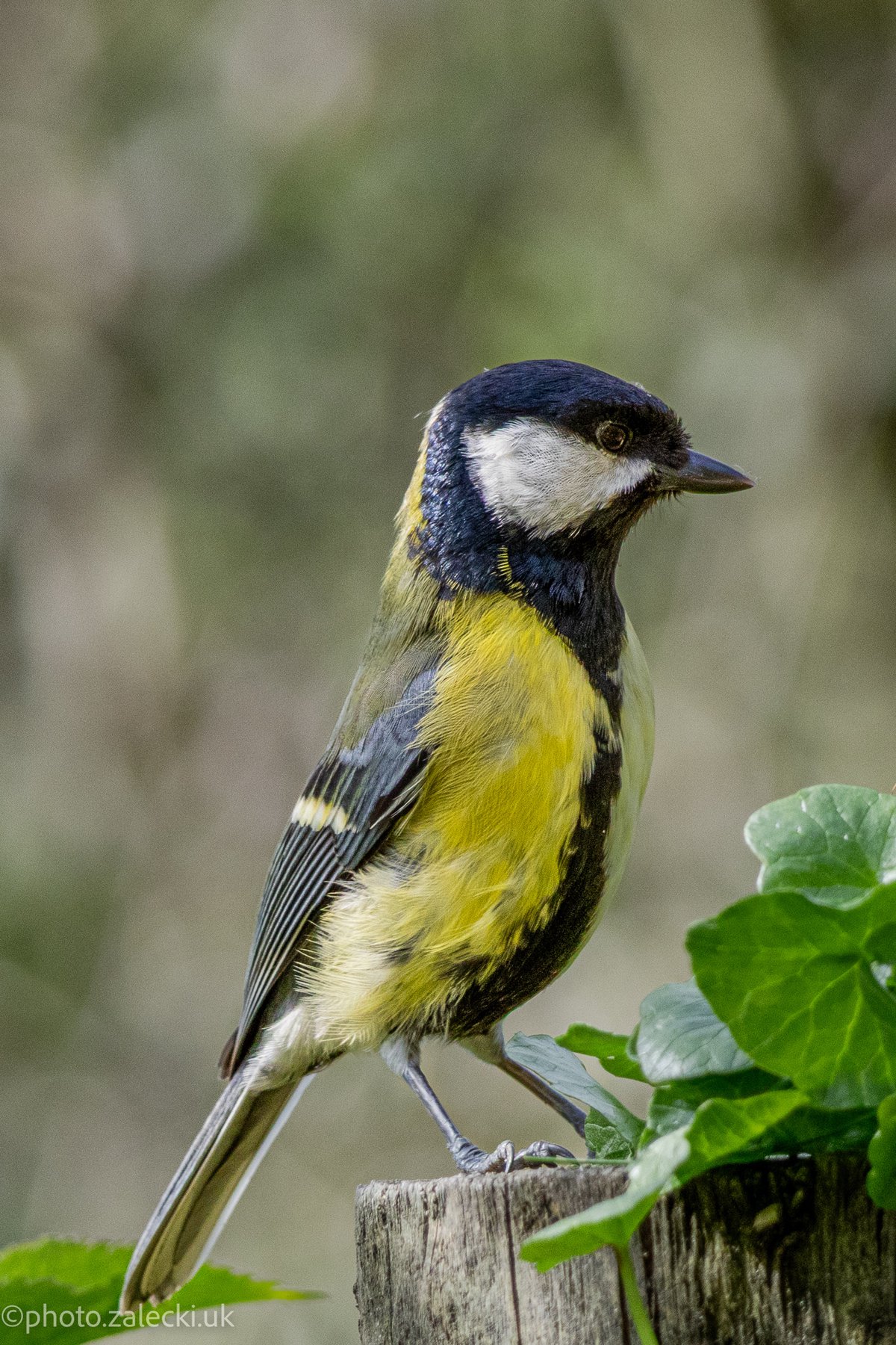 Great tit, and another great photo in the bag.
