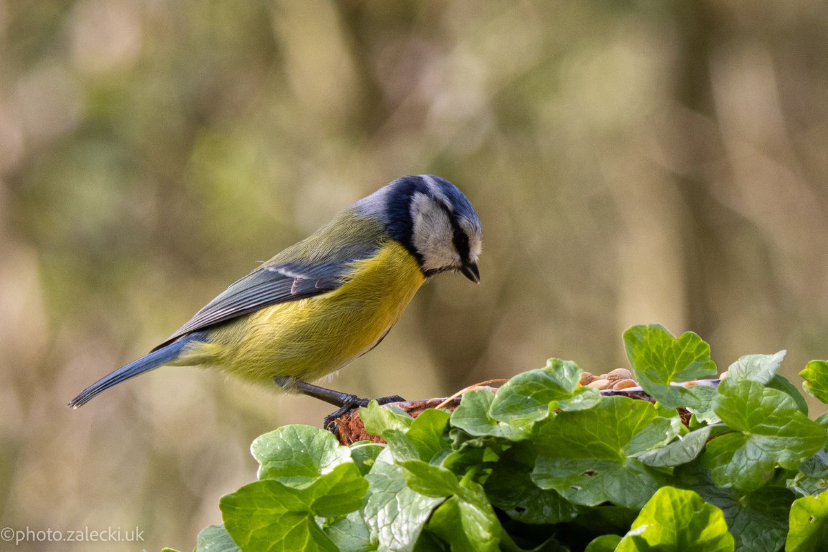 The final one. At this point I knew I'd have a few good tit shots — and a clearer idea of what to do better next time ;)