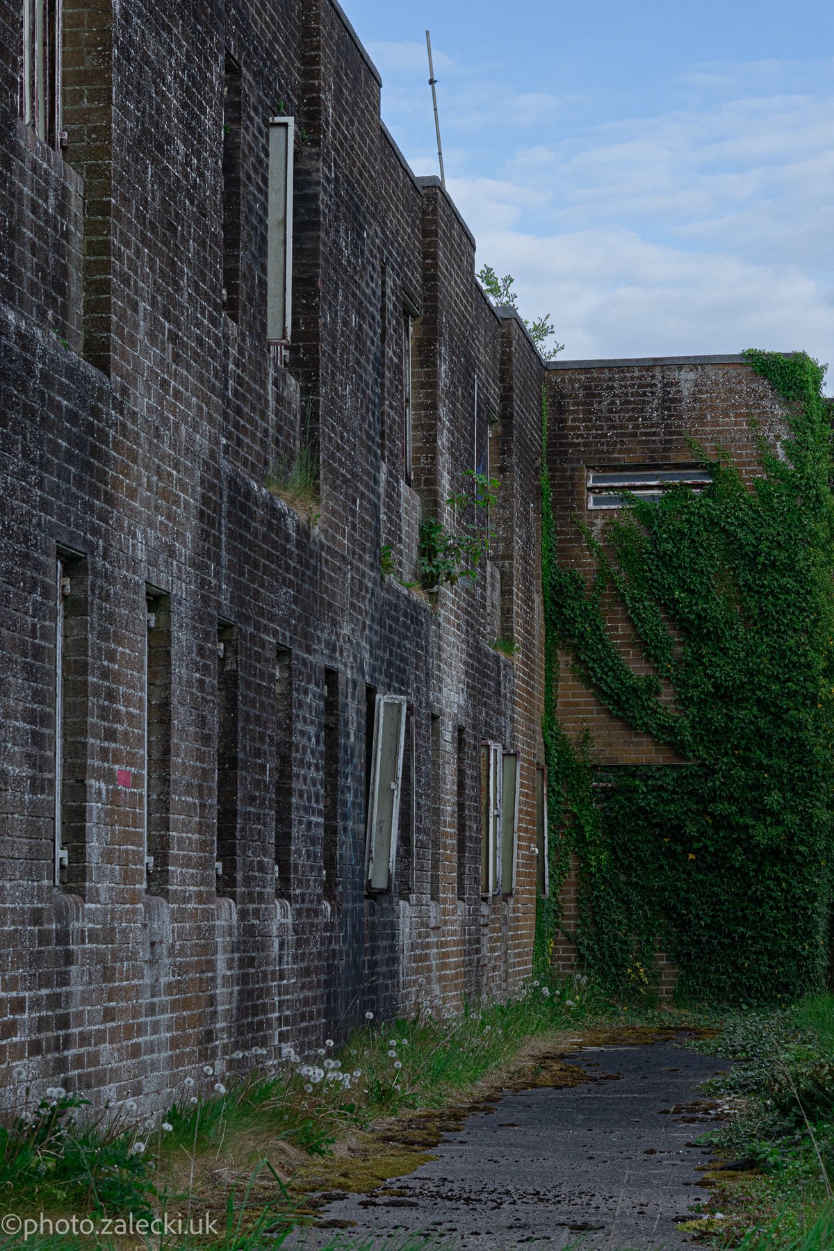 I like the green taking over this wall.